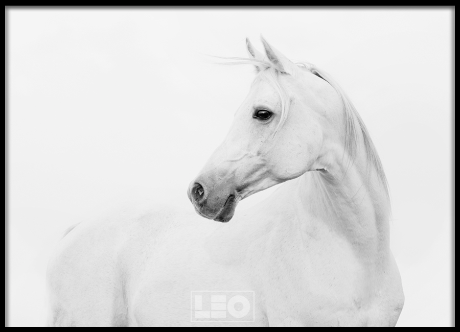 TRANH LẺ CANVAS WHITE HORSE 1