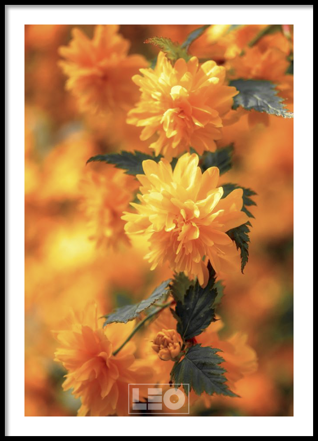 Tranh lẻ canvas Orange Flower