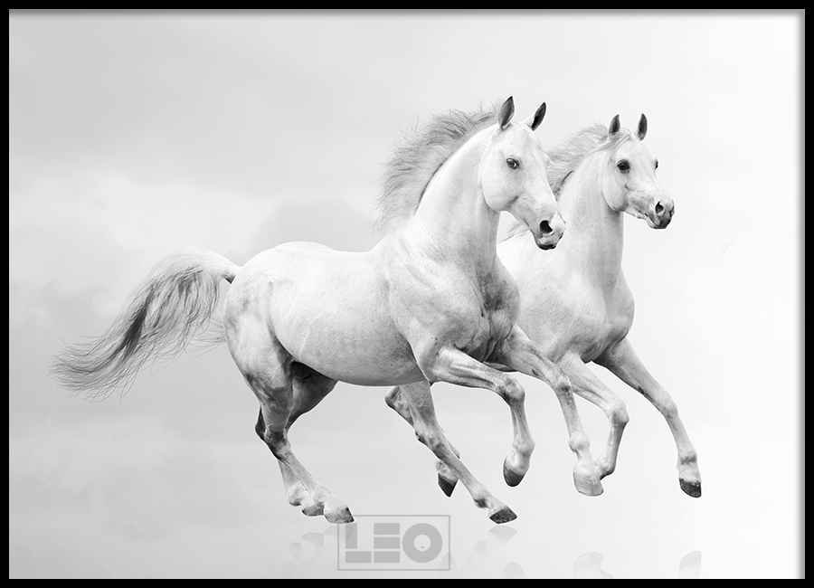 TRANH LẺ CANVAS WHITE HORSE 2